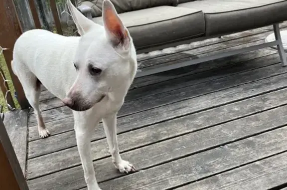 Found dog Coeur d'Alene, photo: Sweet Female Dog Found on Nettleton St