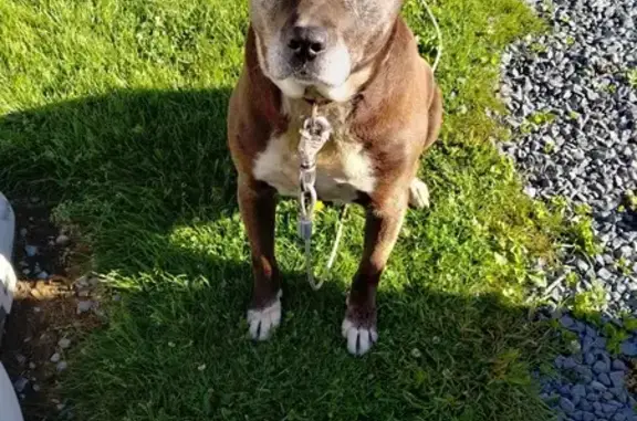 Lost Senior Dog on Butler Street - Help!