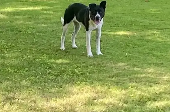 Found dog Memphis, photo: Lost Dog: Black & White Mix in Audubon Park