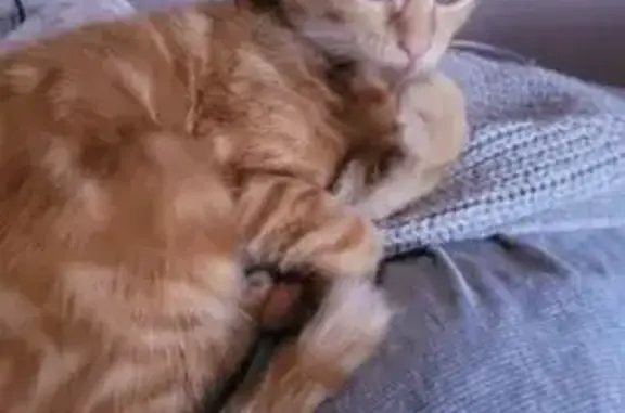 Chatte rousse perdue à Vaujours - photo