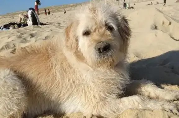 Chien perdu , photo : Chien mâle sable perdu à Aillas