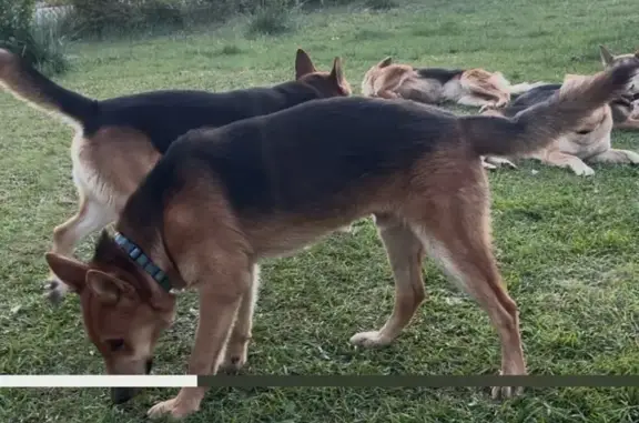 Lost Dog: Red, Black & Tan on S. Davis