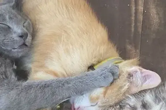 Lost Orange Cat: Yellow Collar, San Bernardino