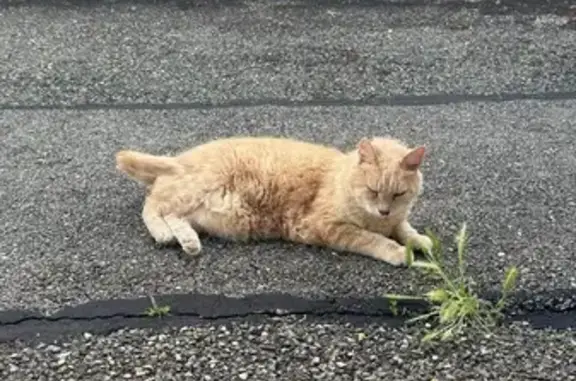 Animaux perdus , photo: Chat roux perdu, yeux verts, Nâves-Parmelan