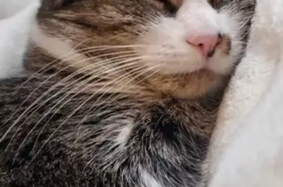 Timid Cat Lost Near Pleasant Street, Upton
