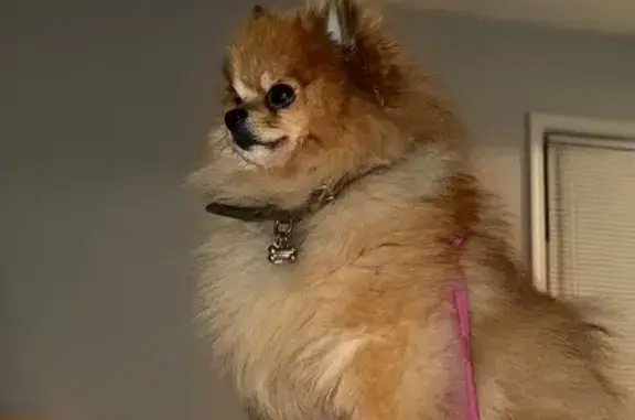 Lost Dog: Light Brown, 20lb, Answers to Name