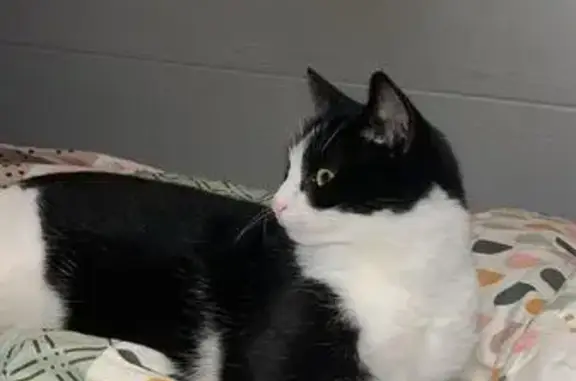 Animaux perdus , photo: Chatte Telma perdue à Vauclerc