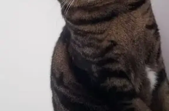 Animaux perdus Caen, photo: Chat tigré perdu, tache blanche, Caen