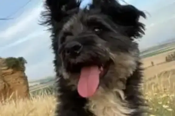 Perro Perdido en Carmona: Negro y Blanco