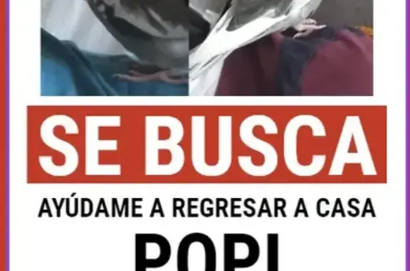 ¡Ave Perdida! Dócil y de Cresta Blanca