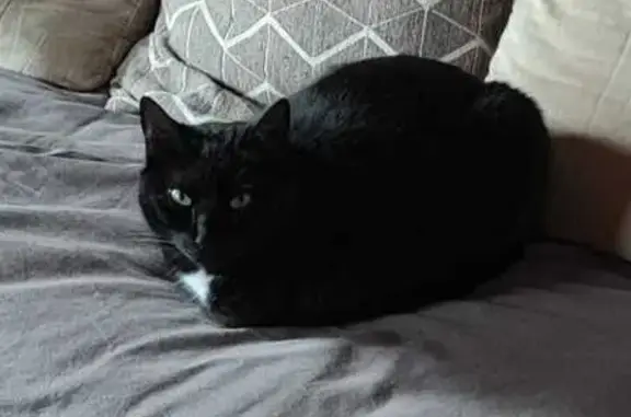Animaux perdus , photo: Chatte noire perdue à Puycapel