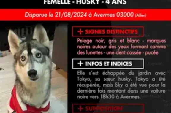 Husky femelle perdue à Avermes - photo