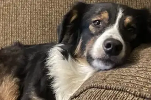 Lost Dog: Pink Leash, South Pine St.