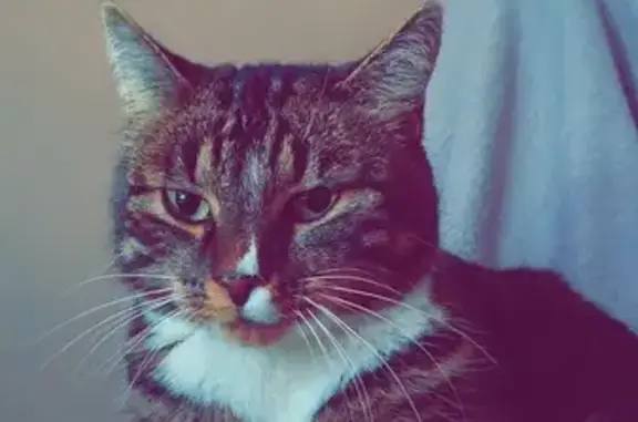 Chatte perdue, 7 ans, Mondeville - photo