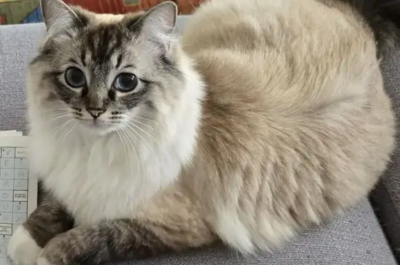 Animaux perdus Orléans, photo: Chatte perdue Ragdoll rue Duvillard