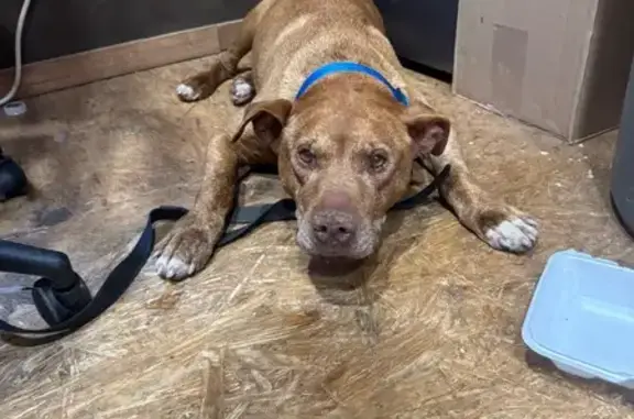 Sweet Dog Found: Blue & Black Collars