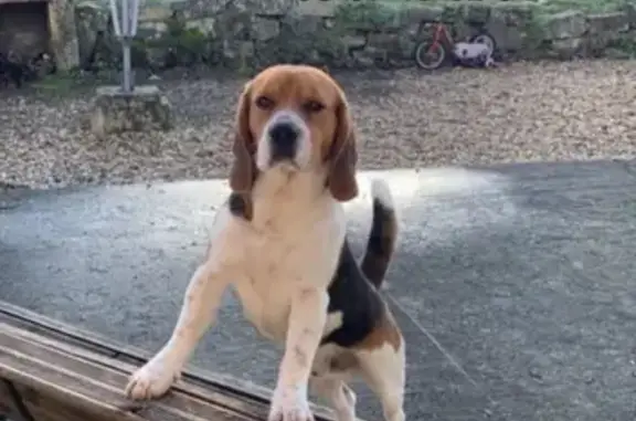 Chien perdu , photo : Beagle 3 ans perdu, taches blanches, Lonzac