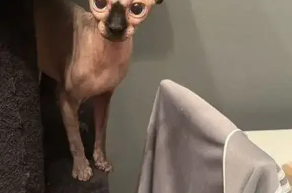 Es una gata sphynx ojos azules se llama Leila hace caso a los besos y cascabeles es mediodía