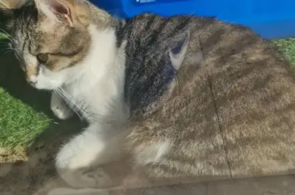 Gato Perdido: Gris y Blanco en Blanes