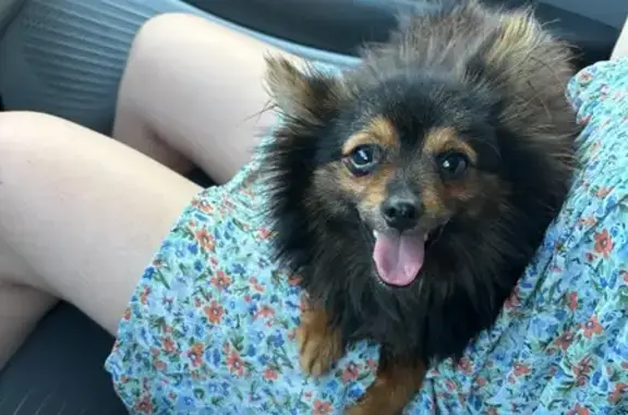 Chien trouvé Les Sorinières, photo: Chien type Spitz trouvé Rue des Papillons