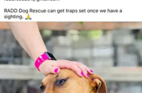Lost: 4-Year-Old Tan Black Mouth Dog