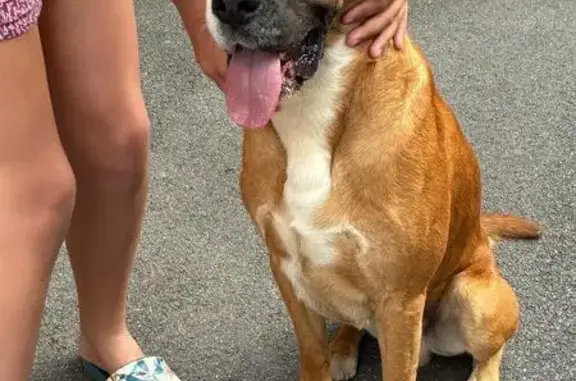 Chien trouvé , photo: Chien croisé boxer trouvé affamé à Acheville