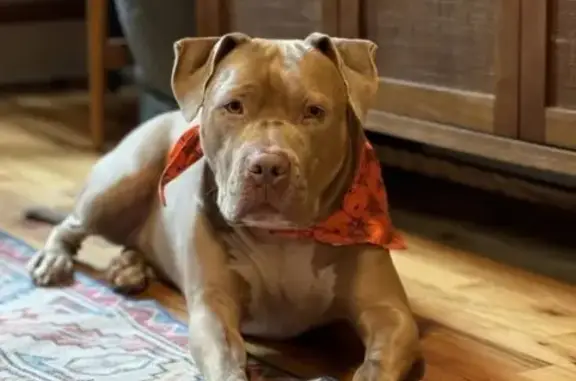 Lost: Friendly 90lb Dog Archie in Bexley