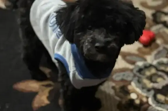 Lost Dog: Friendly, Needs Heart Meds