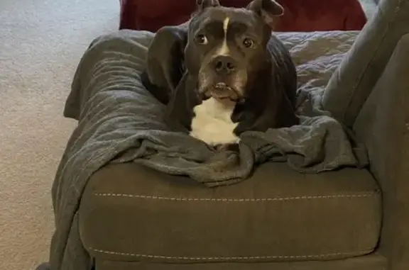 Lost: Sweet Senior Black Pit in New Fairfield