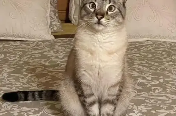 Gato Perdido: Mestizo Asustadizo en Rivas