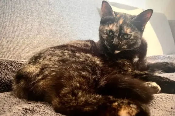 Chatte écaille perdue au Coudray - photo