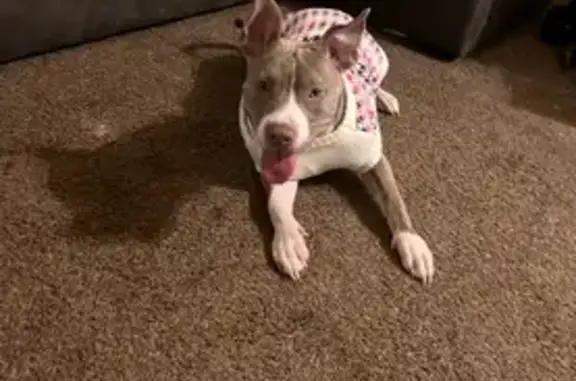 Lost Brindle Dog Arie - Climax St, PGH