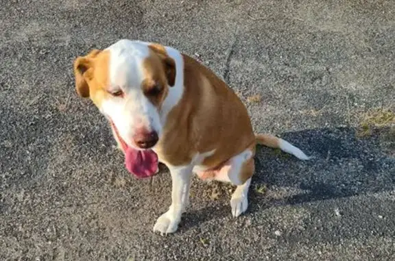 Animaux trouvés Lorris, photo: Chien trouvé blanc/marron, très gentil à Lorris