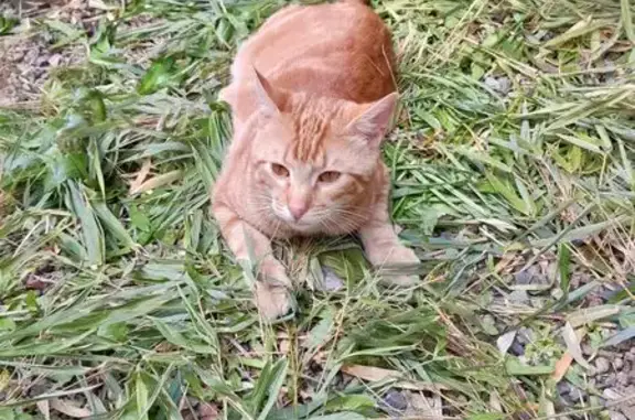 Chat perdu à Laval, rue de la Meslerie - photo