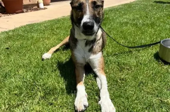Lost and found pets Murrieta, photo: Found: Black & Tan Female Dog in Murrieta