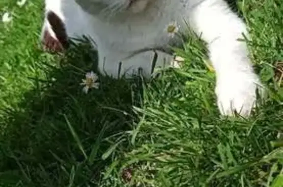 Animaux perdus , photo: Chatte blanche perdue à Saint Mathurin