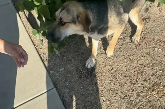 Found dog San Jose, photo: Found Dog: Black & Tan, Scar on Leg