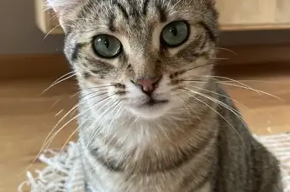 Chat perdu, Saint-Valérien, photo: Chat tigre perdu à Saint-Valérien