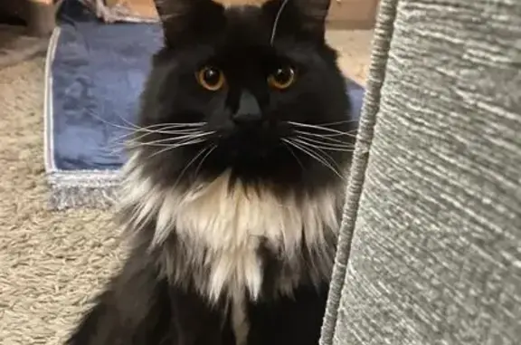 ¡Ayuda a encontrar a Dash, gato perdido!