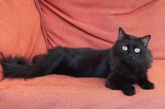 Perdido: Gato Negro Ojos Verdes en Málaga