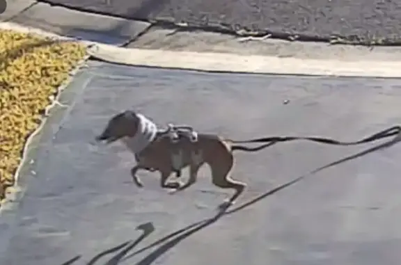 Lost Tan Dog Enzo: Retimo St, Campbelltown