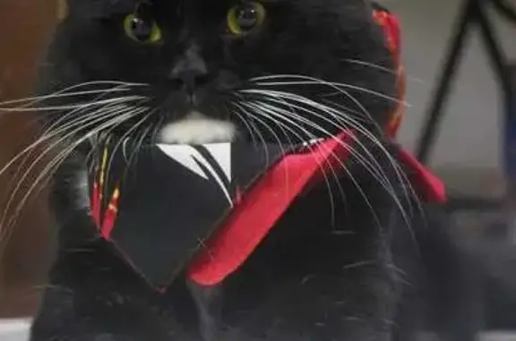 Lost Cat: Black & White, Yellow Eyes