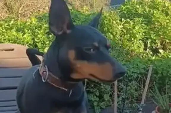 ¡Ayuda a encontrar a Nerón, Pincher perdido!