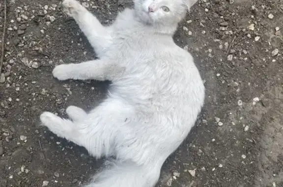 Animaux perdus Tourcoing, photo: Chat blanc perdu, collier fleuri, Tourcoing