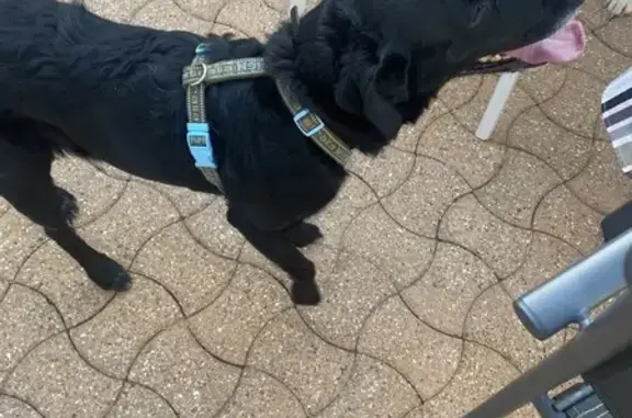 Chienne noire trouvée à Saint-Nazaire - photo