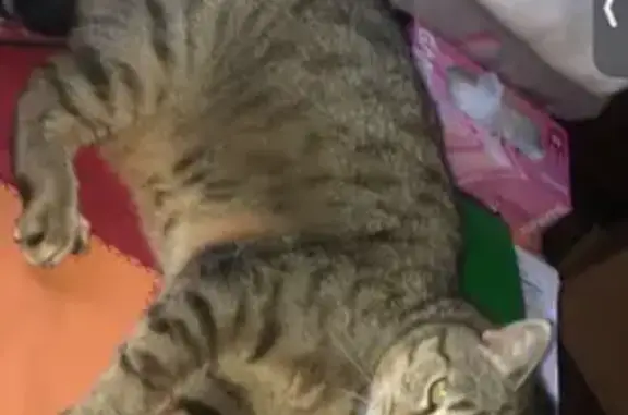 Chat perdu : Tigrou, 16 ans, Locmiquélic - photo