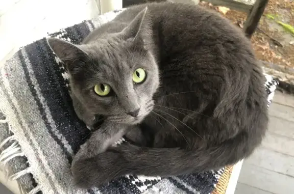 Lost Russian Blue Cat: Green Eyes & Spots