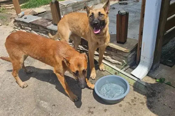 Found dog Fairburn, photo: Found: Mixed Breed Dog on Hobgood Rd