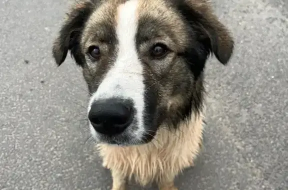 Chien trouvé Portiragnes, photo: Chien tricolore trouvé à Portiragnes