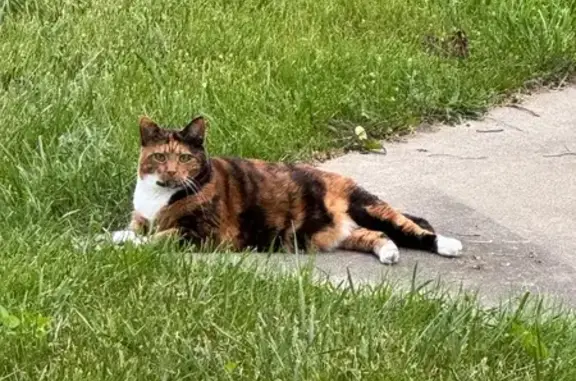 Lost and found pets Ann Arbor, photo: Lost Calico Cat: Orange & White - Ann Arbor